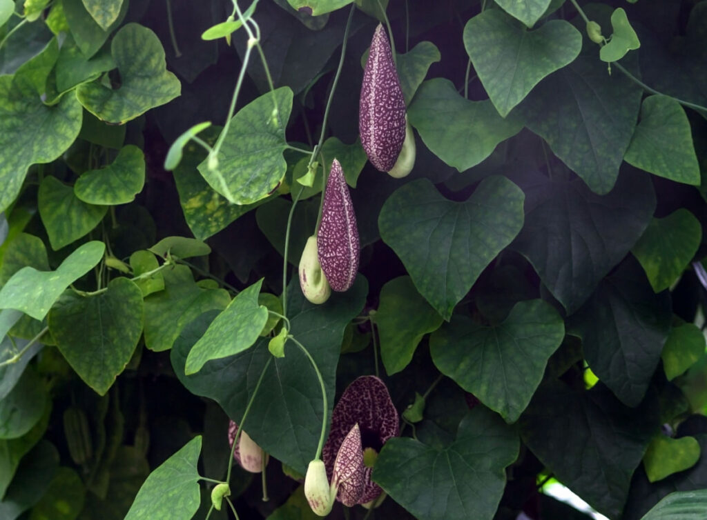 purple tear shaped hanging on a pipevine plant