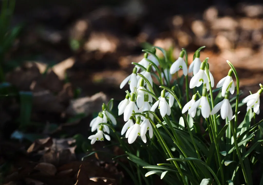 snowdrop blooming and shined by sunlight