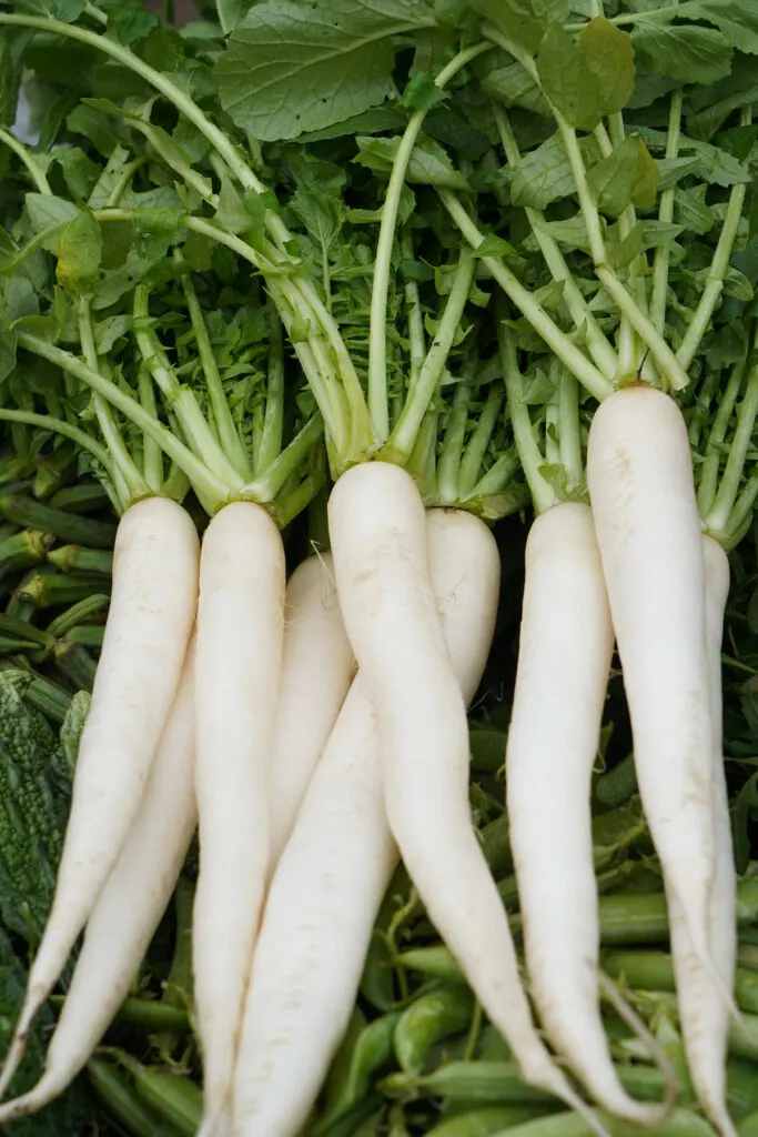white radish on top of the other vegetables