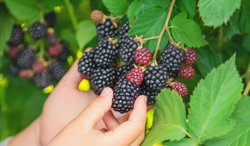 A child hands holding blackberries on its plant