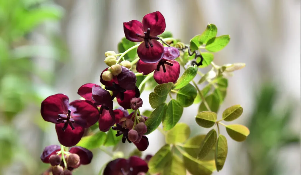 Akebia quinata also known as Chocolate vine flower 