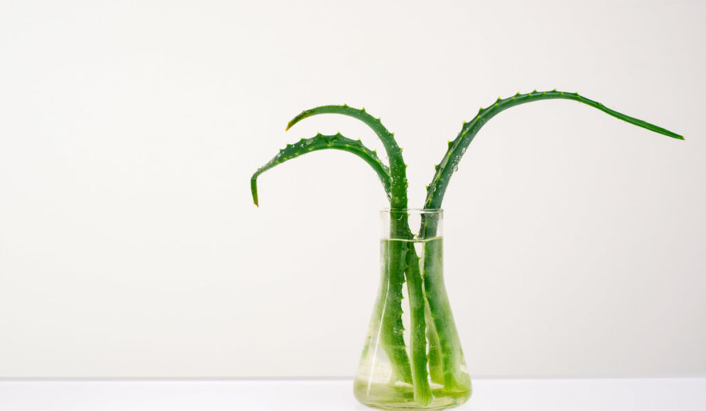 aloe vera on a white background in a glass vase with water