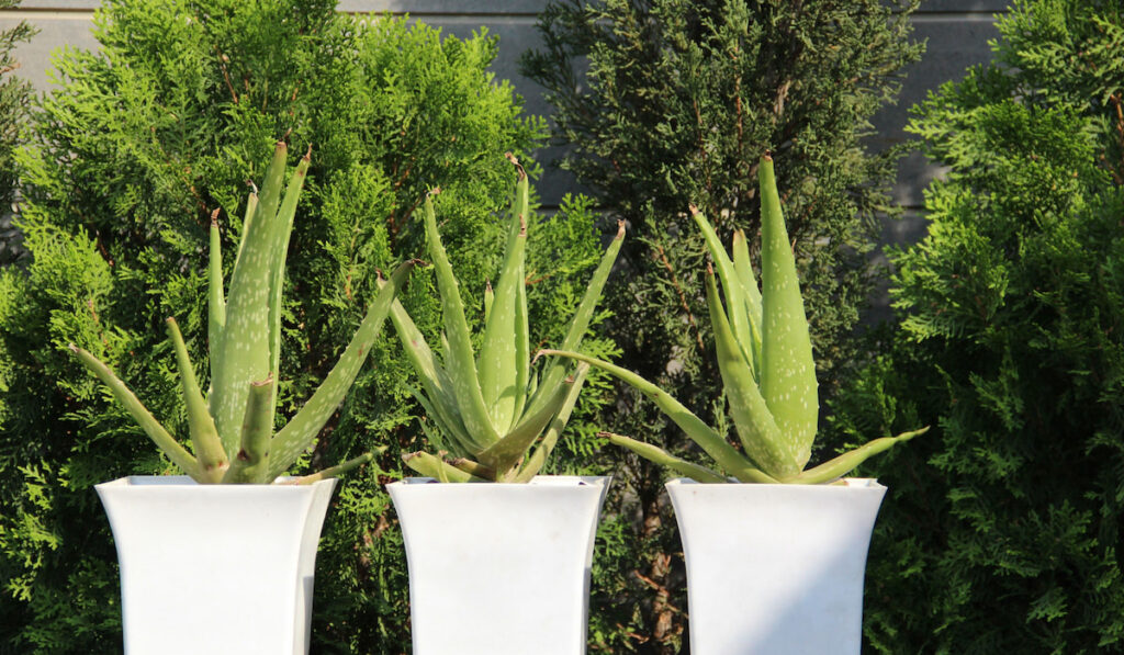 aloe vera house plants in pots in the sun