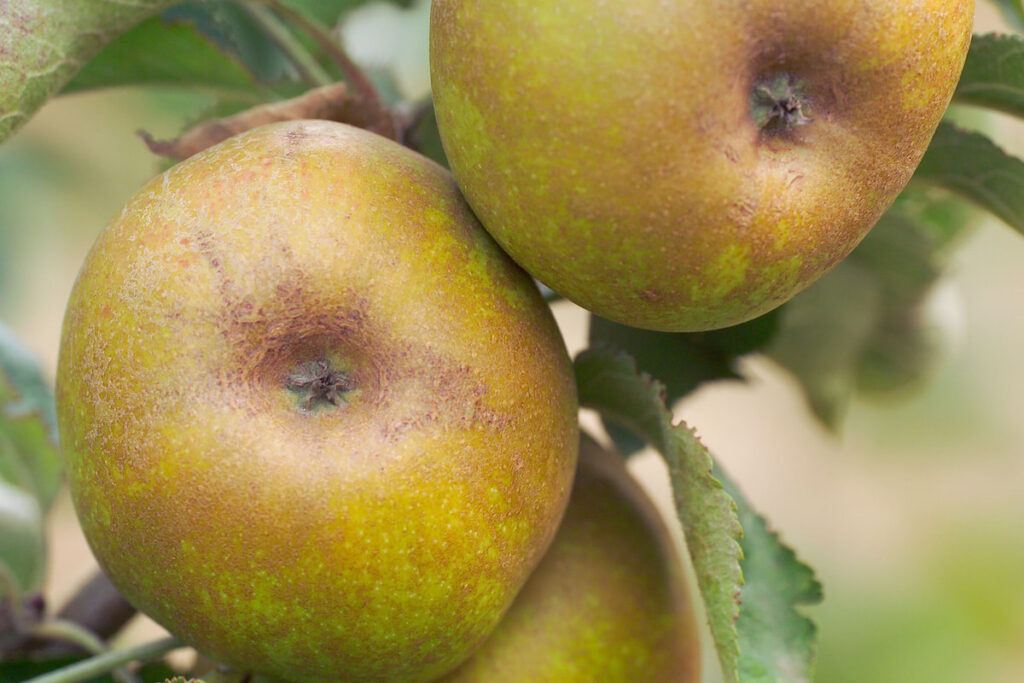 Ashmead's Kernel apples on the tree