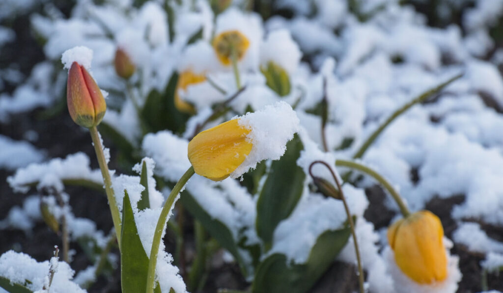 beautiful spring tulips with remnants of snow in the garden