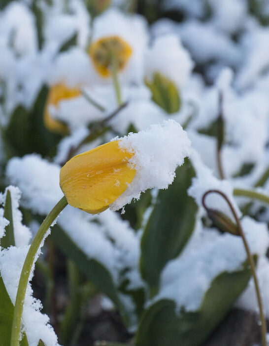 beautiful spring tulips with remnants of snow in the garden