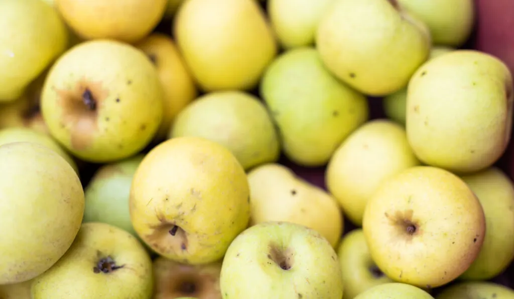 Closeup of Grimes Golden yellow apples at market shop