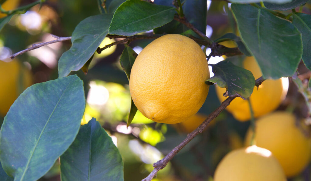 Closeup of Lisbon lemons ripening on the tree