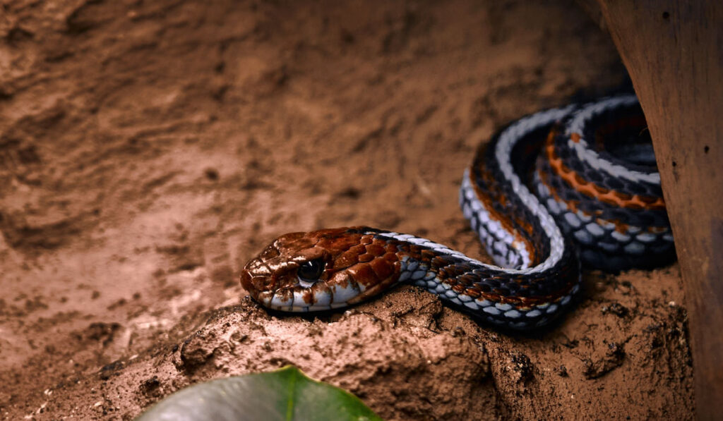 Closeup of a garter snake on the ground