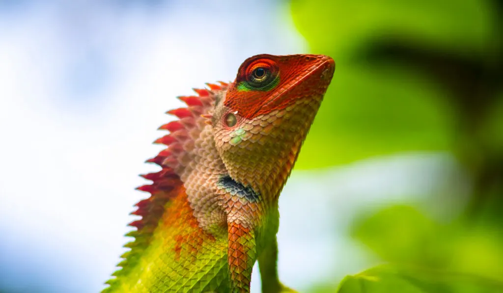 Closeup photo of a colorful garden lizard 