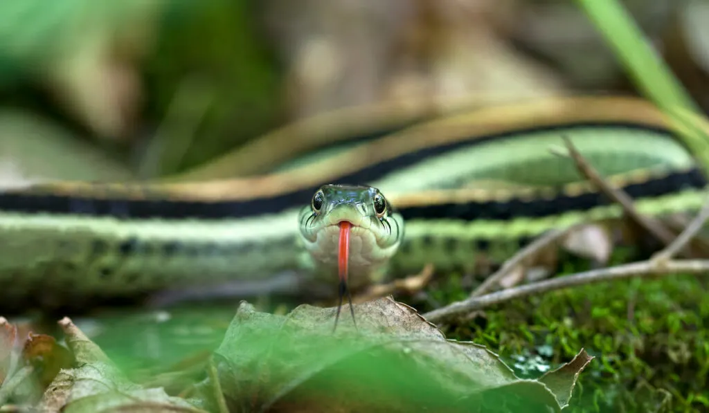 Closeup shot of a species of garter snake