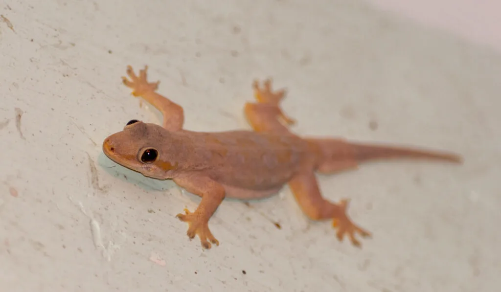 Closeup shot of house lizard on a white concrete wall