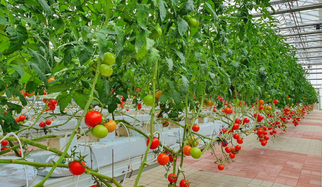 Colorful tomatoes growing in greenhouse