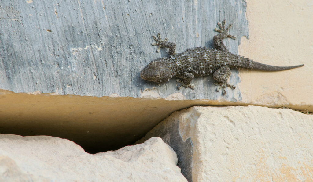 Common wall gecko lizard on limestone wall 