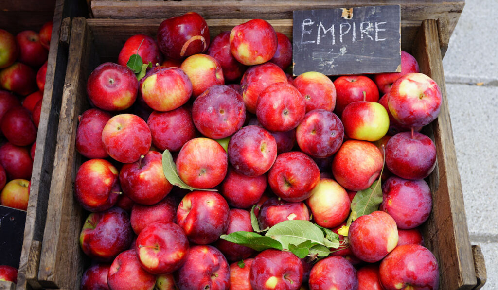Crate of fresh red Empire apples at farmers market 