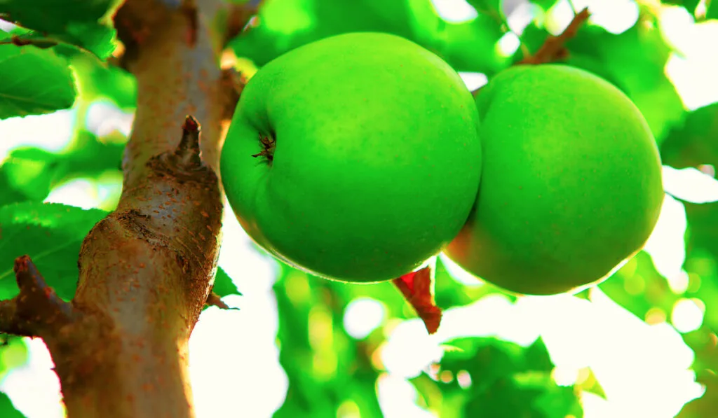 Crispin green apples growing on the tree