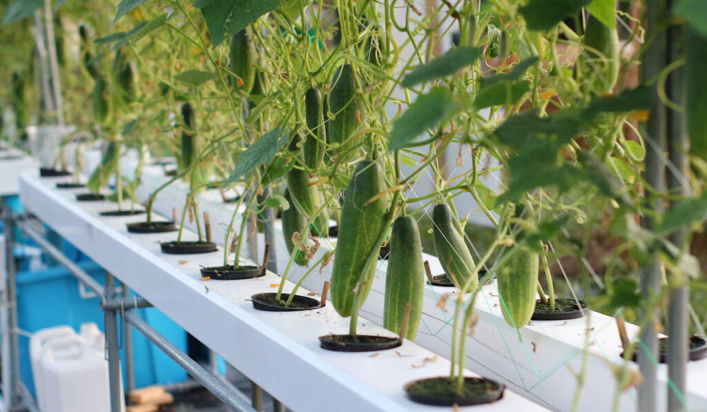 Cucumber growing in hydroponic system
