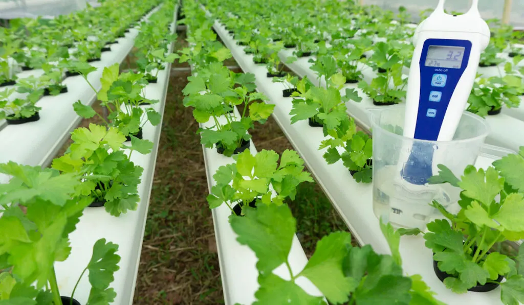 Digital PH Meter tester and temperature gauge hydroponics celery vegetables in white rails