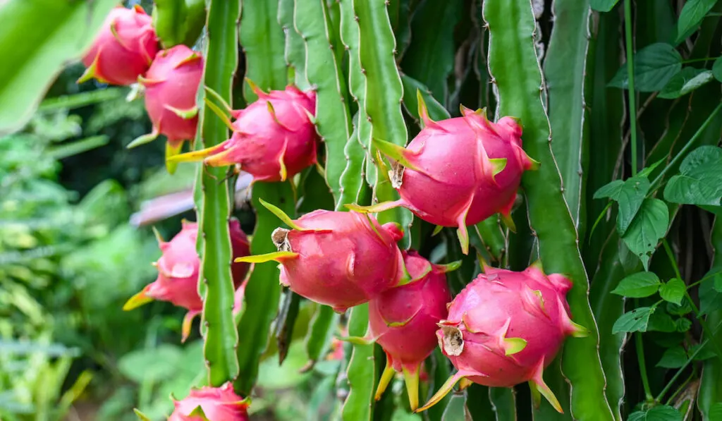 Dragon fruits on the dragon fruit tree in the farm