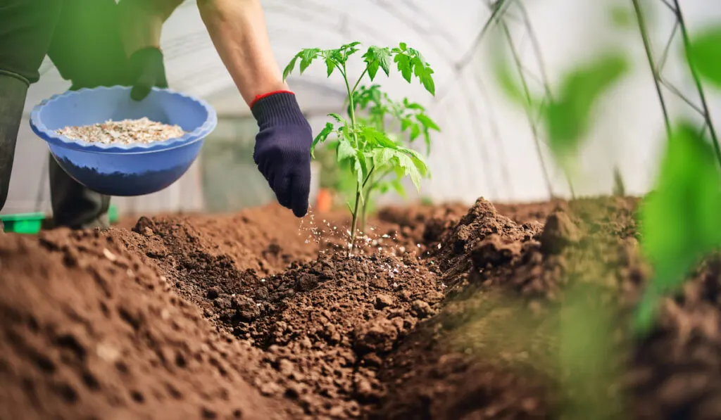 fertilizing tomato plants in greenhouse