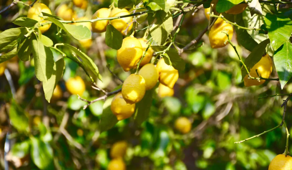 Fresh Primofiori Lemons on lemon trees