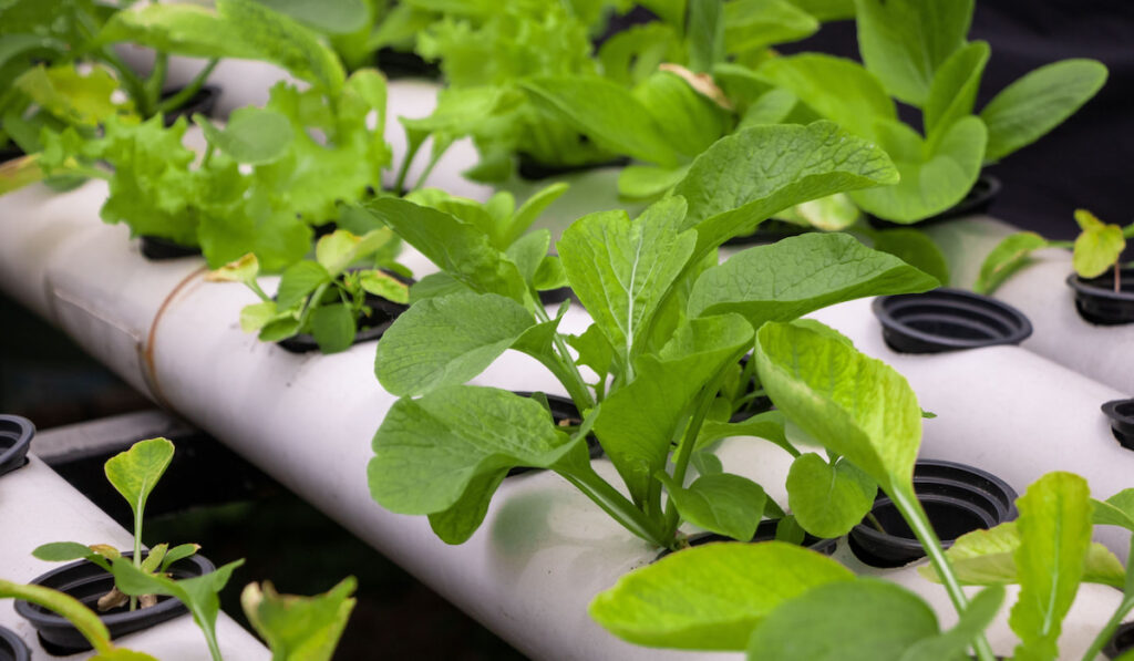 Fresh spinach neatly arranged with hydroponic method
