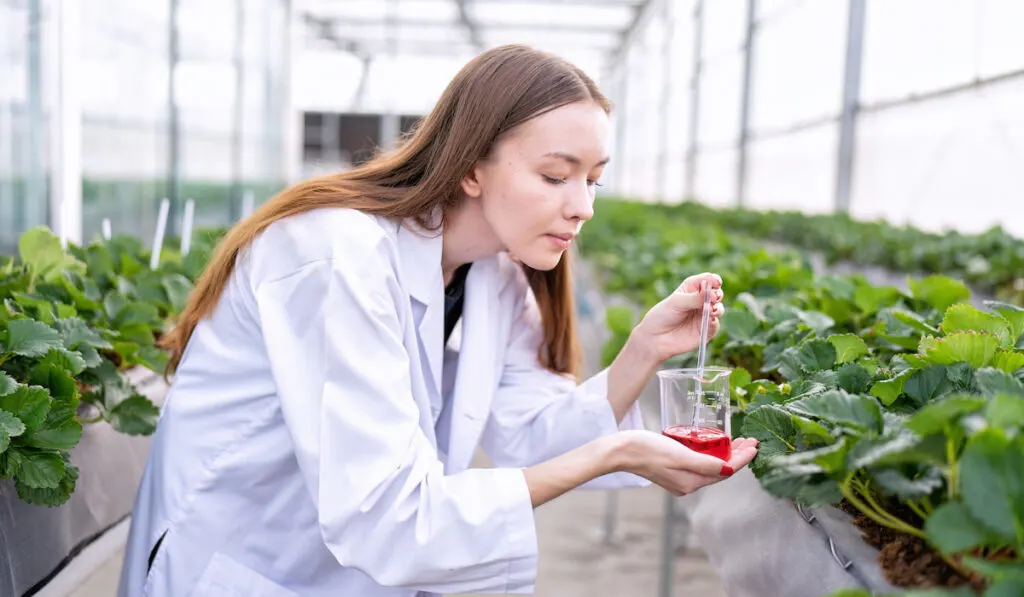 Fruit researcher in greenhouse hydroponic farming testing liquid fertilizer 