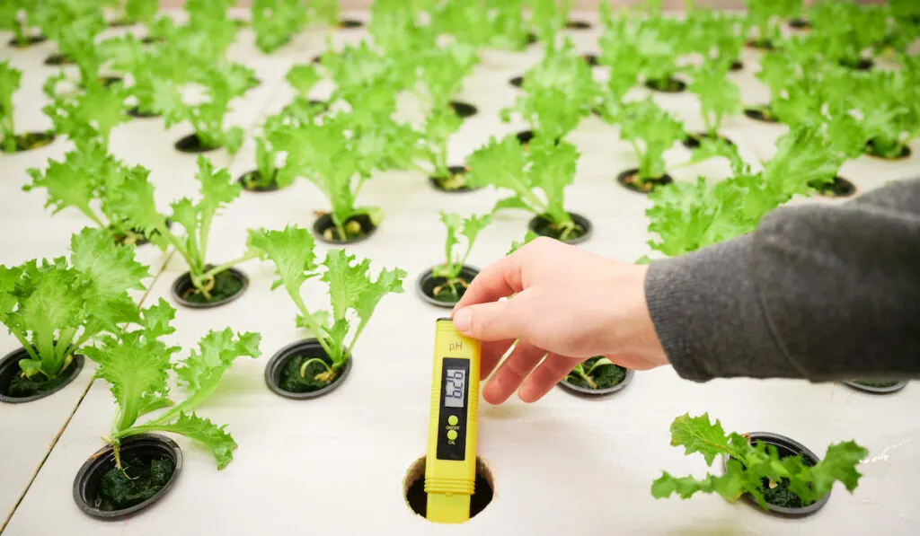 Gardener hand putting digital pH meter in cell of greenhouse shelf