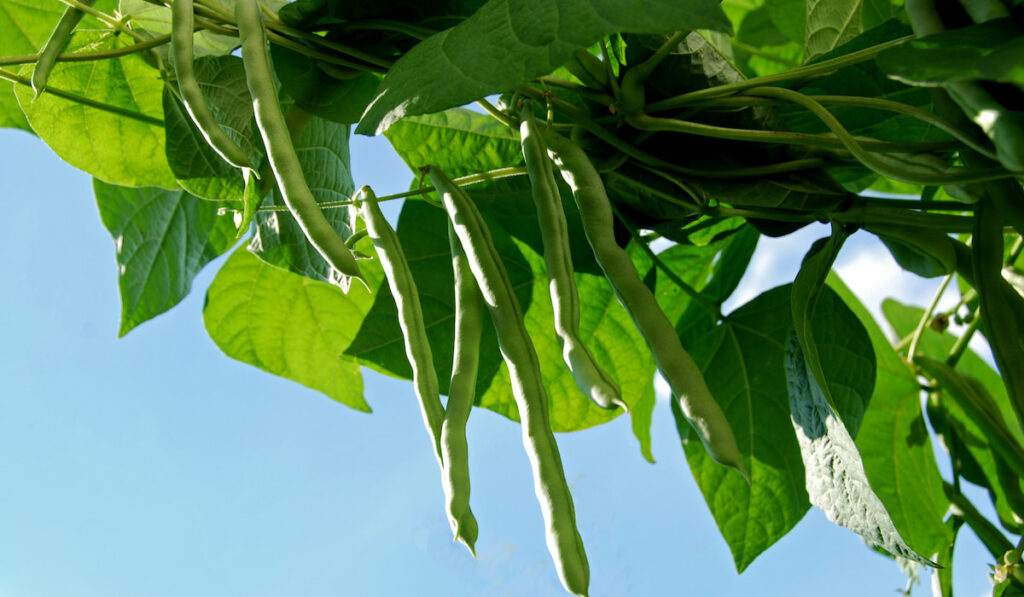 Green beans on bean plant against blue sky