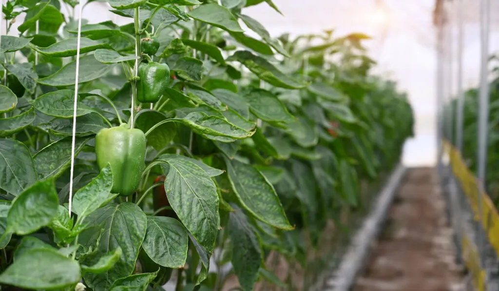 Green bell pepper growing in modern greenhouse