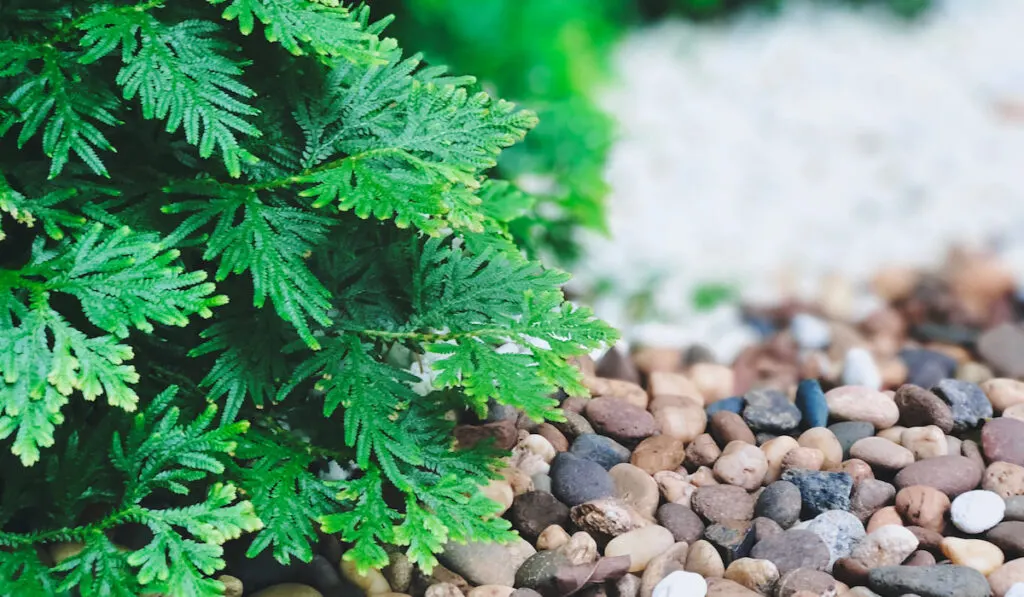 Green plants with small stones in the garden
