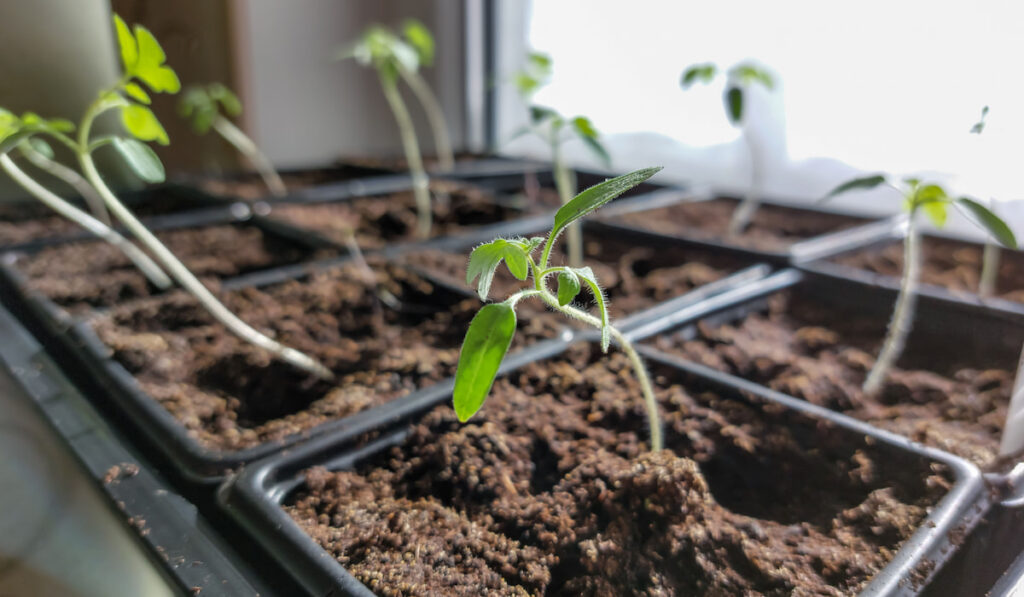 green tomato plant seedlings growing, germinating seedlings process