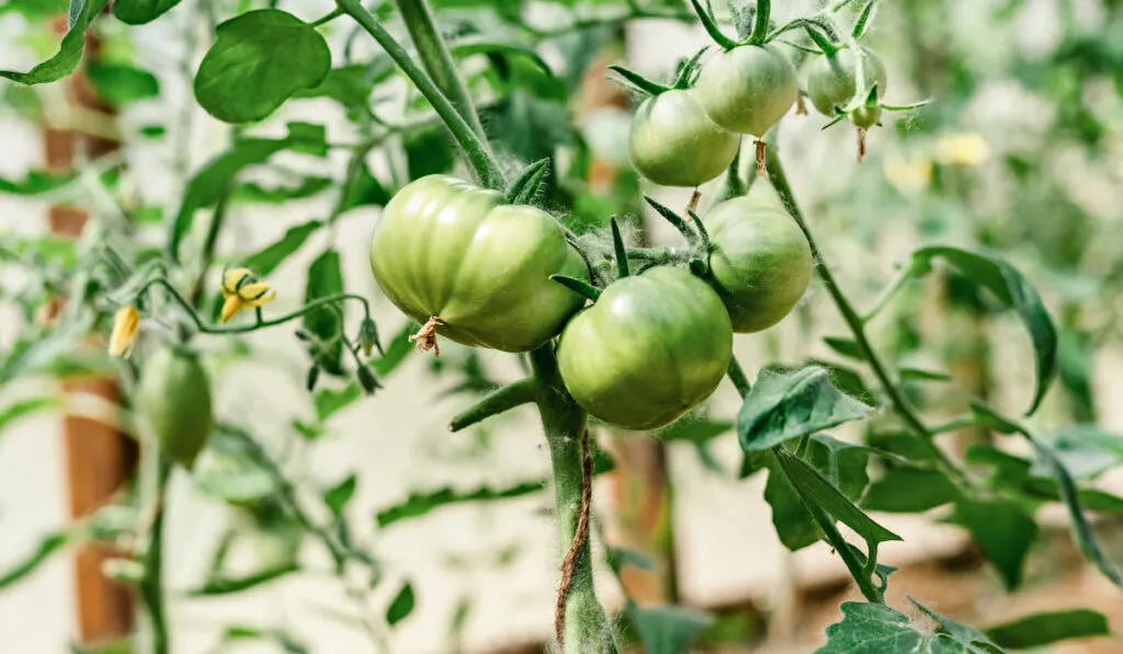 green young tomato plants growing in a greenhouse