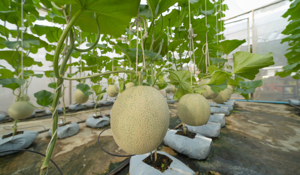 Growing cantaloupe in greenhouse farm