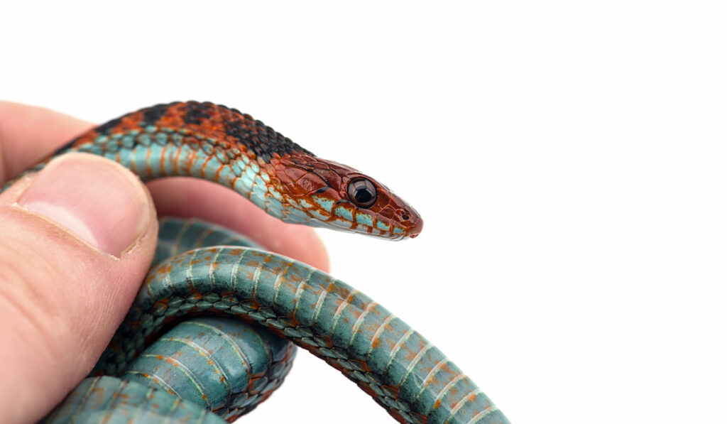 Hand holding an eastern garter snake isolated on white background