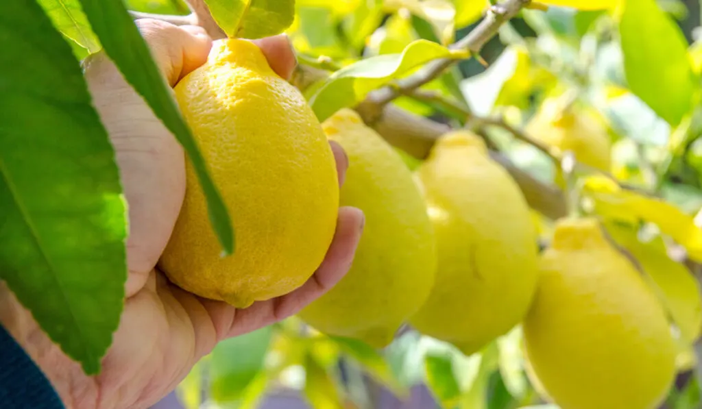 Hand picking fresh lemons from the lemon tree
