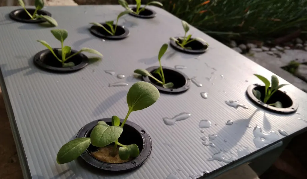 Hydroponic Wick System with growing seed vegetable
