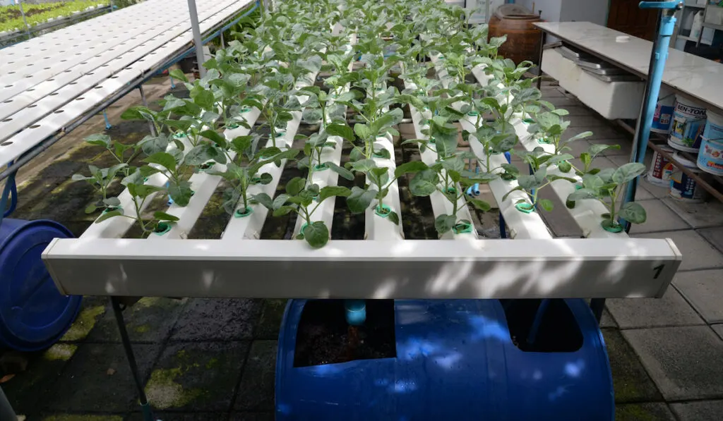 Hydroponic Nutrient Film Technique system setup for vegetables in Bangkok