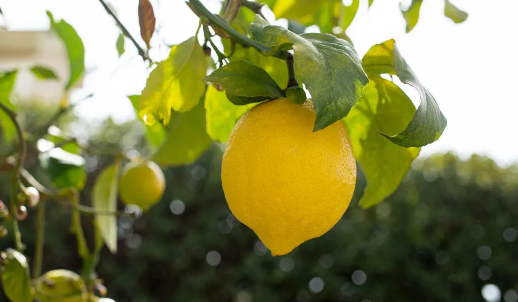 Lemon hanging on a lemon tree