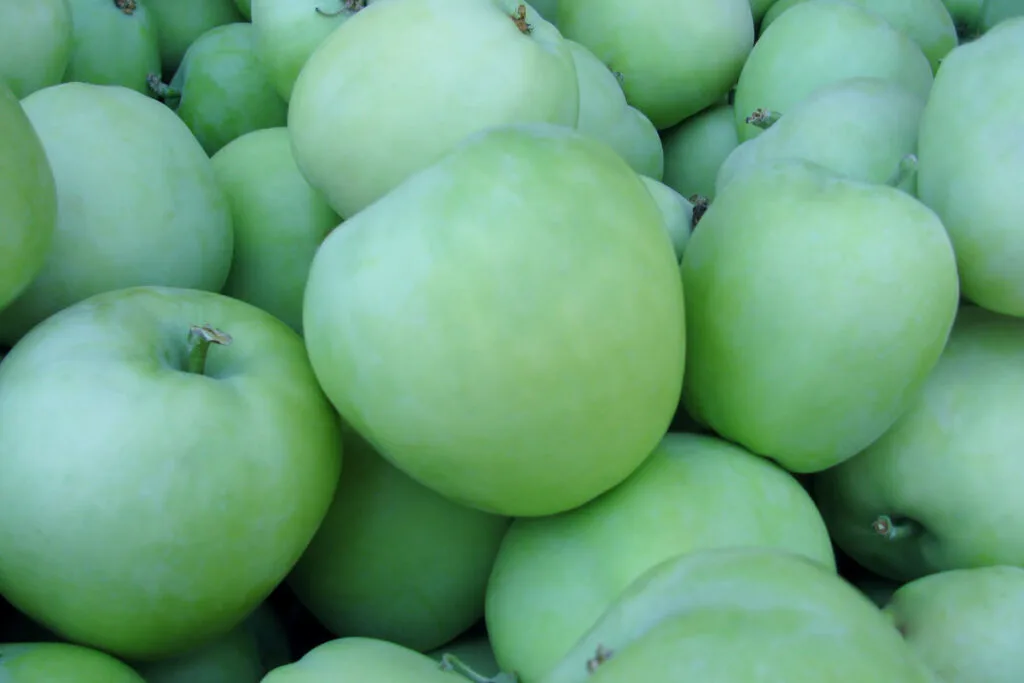 Lodi early-season apples