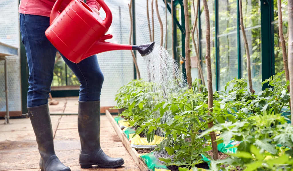 man watering tomato plants in greenhouse