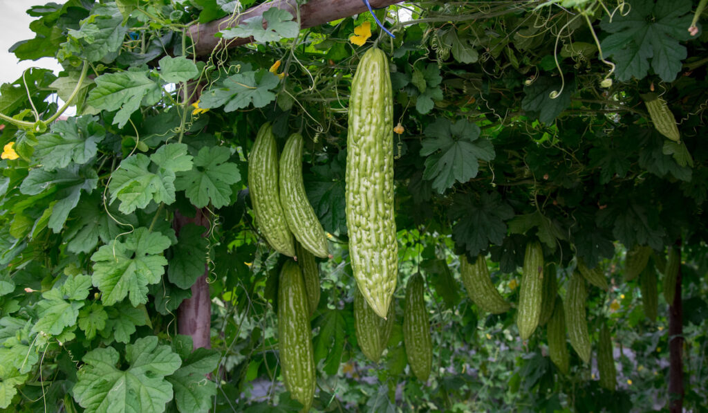 Momordica charantia, also known as bitter melon, bitter gourd in the garden