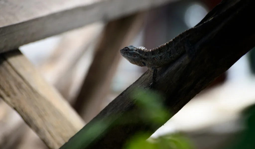 Old male oriental garden lizard resting on a timber plank 