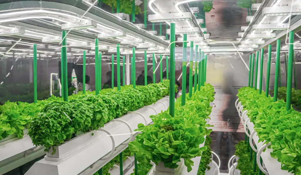 Organic hydroponic vegetables growing with LED light in an indoor farm