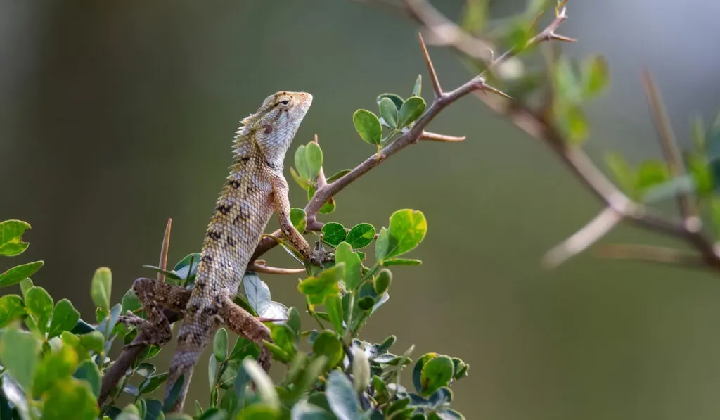 Oriental garden lizard on a bush