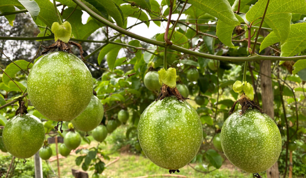 thumbnail image 2 of 100 Yellow Passionfruit Seeds – Passiflora Edulis – Organic Heirloom Fruit Seeds 2 of 4