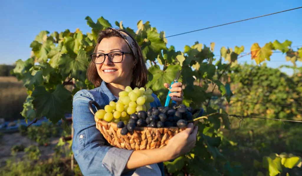 Portrait of a happy woman with basket of grapes in vineyard