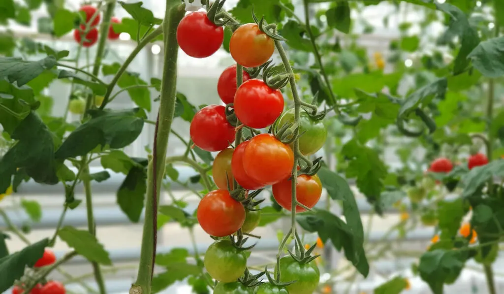Red and green tomatoes growing in indoor farm
