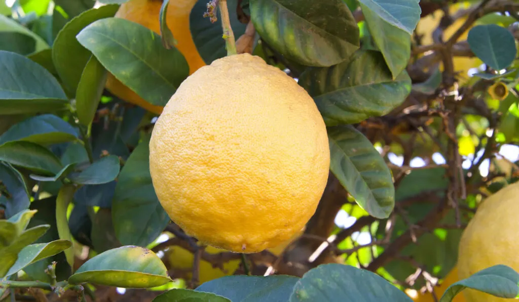 Ripe ponderosa lemon on lemon tree