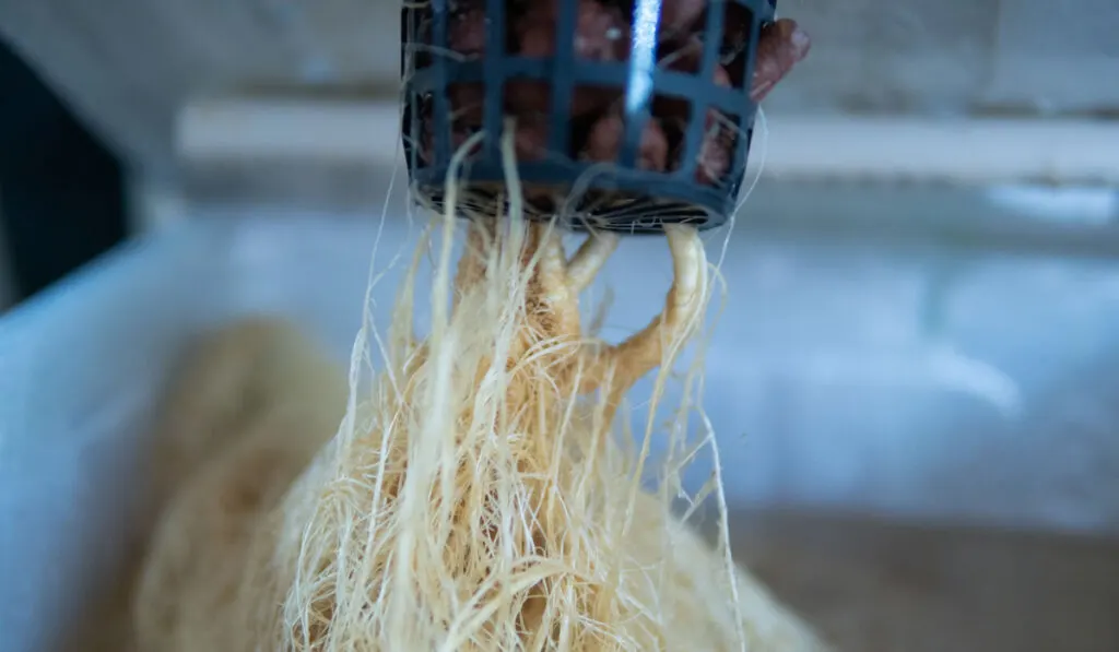 Roots in deep water culture hydroponic system